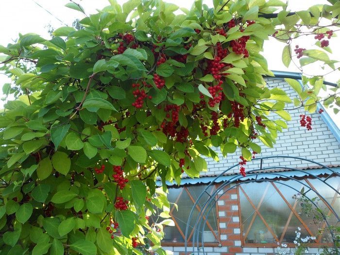 Лимонник китайський насіння (10 шт) (Schizandra chinensis) морозостійкий RS-00005 фото
