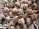 Шафран посівний цибулини 1 кг шафрановий крокус осінній насіння (Crocus sativus) для спеції морозостійкий RS-00617 фото 3