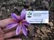 Шафран посівний цибулини 1 кг шафрановий крокус осінній насіння (Crocus sativus) для спеції морозостійкий RS-00617 фото 5