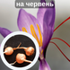 Шафран посівний цибулини 1 кг шафрановий крокус осінній насіння (Crocus sativus) для спеції морозостійкий RS-00617 фото 1