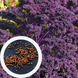 Капуста кейл насіння 0,5 грами (прибл. 150 штук) фіолетова листова кудрява кале ґрюнколь браунколь RS-01302 фото 1