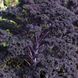 Капуста кейл насіння 0,5 грами (прибл. 150 штук) фіолетова листова кудрява кале ґрюнколь браунколь RS-01302 фото 4