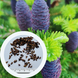 Пихта бальзамическая семена (20 шт) (Abies balsamea) RS-02149 фото 1