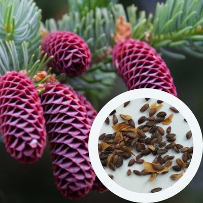 Ель аянская семена 0,5 грамма (около 400 шт) (Picea jezoensis) RS-01284 фото
