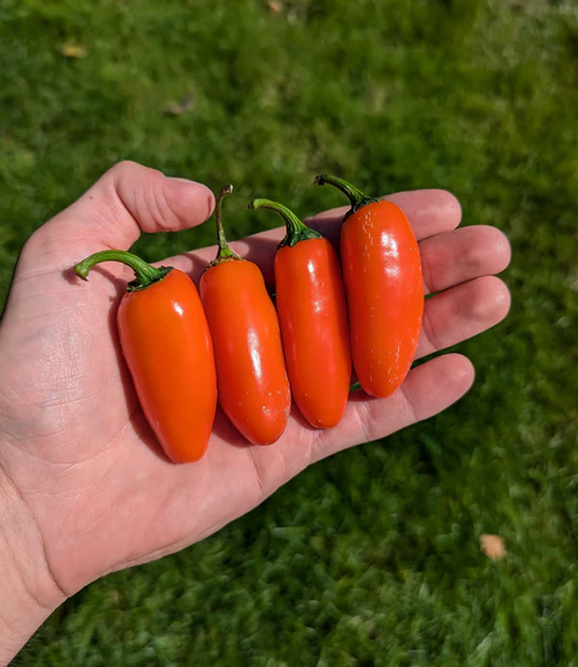 Перец острый Jalapeno Orange семена (5 шт) Халапеньйо оранжевый до 8 000 SHU RS-02159 фото