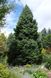 Ялина аянська семена 0,5 грами (прибл. 400 шт) (Picea jezoensis) RS-01284 фото 2