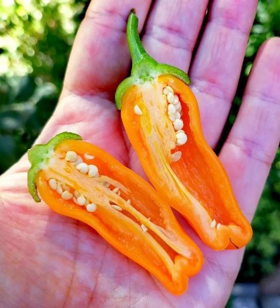 Перец острый Jalapeno Orange семена (5 шт) Халапеньйо оранжевый до 8 000 SHU RS-02159 фото