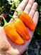 Перец острый Jalapeno Orange семена (5 шт) Халапеньйо оранжевый до 8 000 SHU RS-02159 фото 4