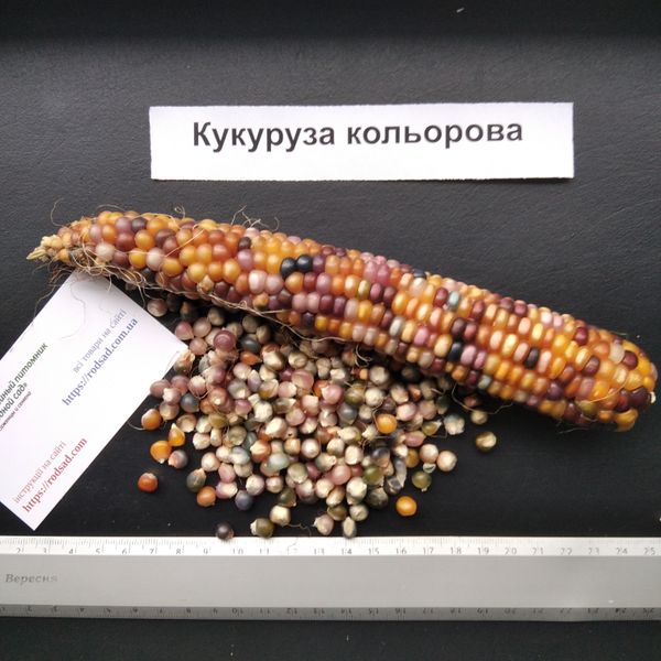 Кольорова кукурудза насіння 20 грам (біля 100 шт) RS-00686 фото