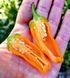 Перец острый Jalapeno Orange семена (5 шт) Халапеньйо оранжевый до 8 000 SHU RS-02159 фото 5