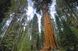 Секвойя насіння 0,2 гр. (прибл. 50 шт) вічнозелена каліфорнійська червона гігантське дерево (Sequoia sempervirens) RS-00053 фото 2