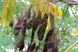 Акация белая семена (20 шт) робиния обыкновенная псевдоакация (Robinia pseudoacacia) RS-00151 фото 3