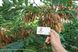 Акация белая семена (20 шт) робиния обыкновенная псевдоакация (Robinia pseudoacacia) RS-00151 фото 2