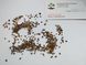 Ялина аянська семена 0,5 грами (прибл. 400 шт) (Picea jezoensis) RS-01284 фото 3