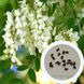 Акация белая семена (20 шт) робиния обыкновенная псевдоакация (Robinia pseudoacacia) RS-00151 фото 1