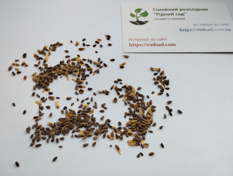 Ель аянская семена 0,5 грамма (около 400 шт) (Picea jezoensis) RS-01284 фото