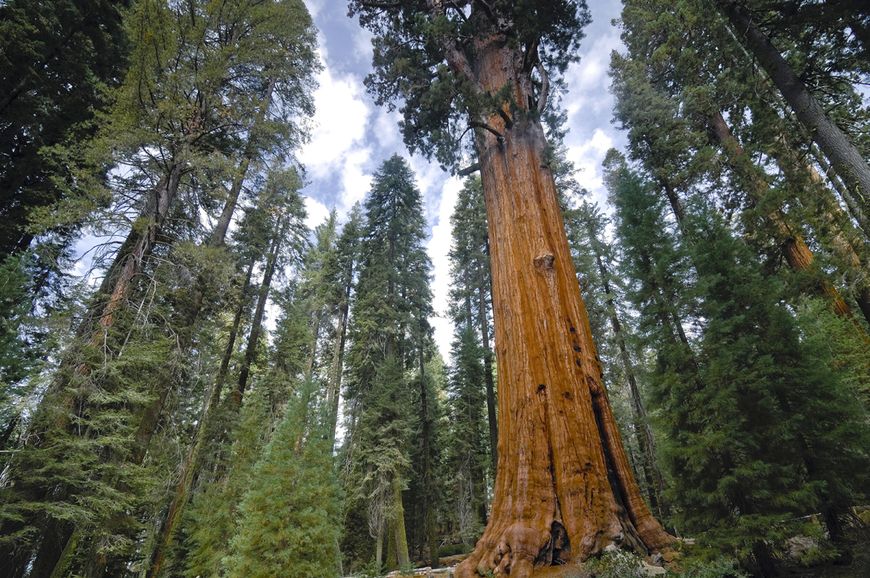 Секвойя насіння 0,2 гр. (прибл. 50 шт) вічнозелена каліфорнійська червона гігантське дерево (Sequoia sempervirens) RS-00053 фото