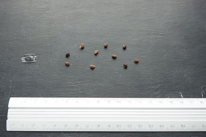 Акація біла насіння (20 шт) робінія звичайна псевдоакація (Robinia pseudoacacia) RS-00151 фото