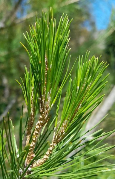 Сосна Алеппская семена (20 шт) иерусалимская (Pinus halepensis) RS-02150 фото