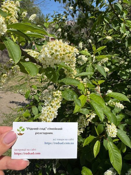 Черемха насіння (20 шт) звичайна кистева (Pr&uacute;nus p&aacute;dus) RS-00095 фото