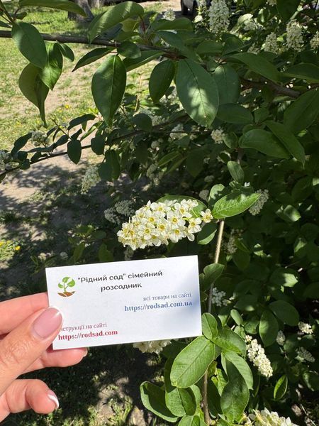 Черемха насіння (20 шт) звичайна кистева (Pr&uacute;nus p&aacute;dus) RS-00095 фото