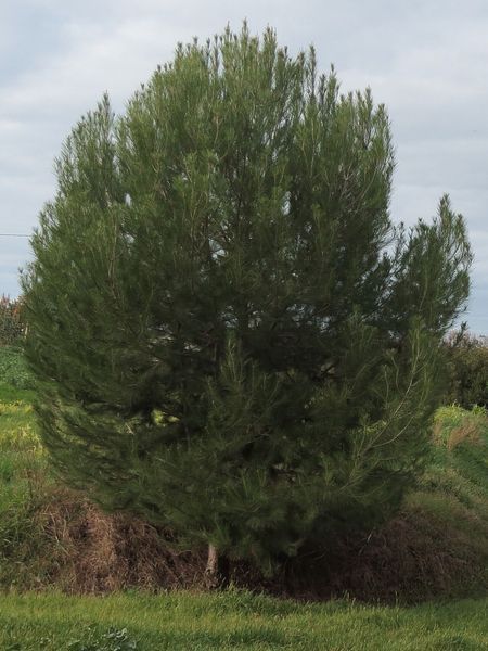 Сосна Алеппская семена (20 шт) иерусалимская (Pinus halepensis) RS-02150 фото