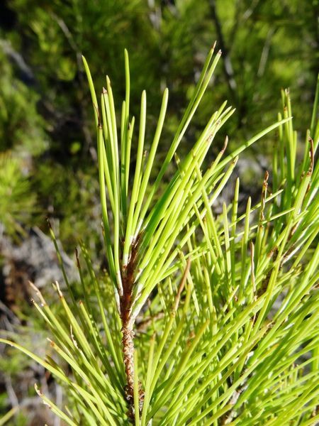 Сосна Алеппская семена (20 шт) иерусалимская (Pinus halepensis) RS-02150 фото