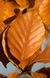 Бук європейський насіння (10 шт) лісовий звичайний (Fagus sylvatica) RS-01301 фото 3