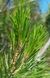 Сосна Алеппская семена (20 шт) иерусалимская (Pinus halepensis) RS-02150 фото 6