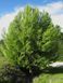 Сосна Алеппская семена (20 шт) иерусалимская (Pinus halepensis) RS-02150 фото 11