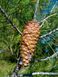 Сосна Алеппская семена (20 шт) иерусалимская (Pinus halepensis) RS-02150 фото 10