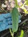 Насіння огірок Маша корнішон F1 (8 шт) партенокарпік ранній самозапильний, For Hobby, TM GL Seeds RS-00792 фото 3