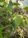 Насіння огірок Маша корнішон F1 (8 шт) партенокарпік ранній самозапильний, For Hobby, TM GL Seeds RS-00792 фото 4