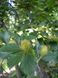 Бук європейський насіння (10 шт) лісовий звичайний (Fagus sylvatica) RS-01301 фото 4