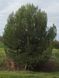 Сосна Алеппская семена (20 шт) иерусалимская (Pinus halepensis) RS-02150 фото 5