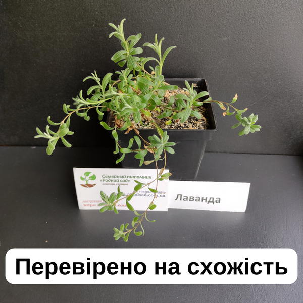 Лаванда насіння 0,1 гр (прибл 100 шт) справжня вузьколиста англійська садова колоскова (Lav&aacute;ndula angustif&oacute;lia) багаторічна RS-00007 фото