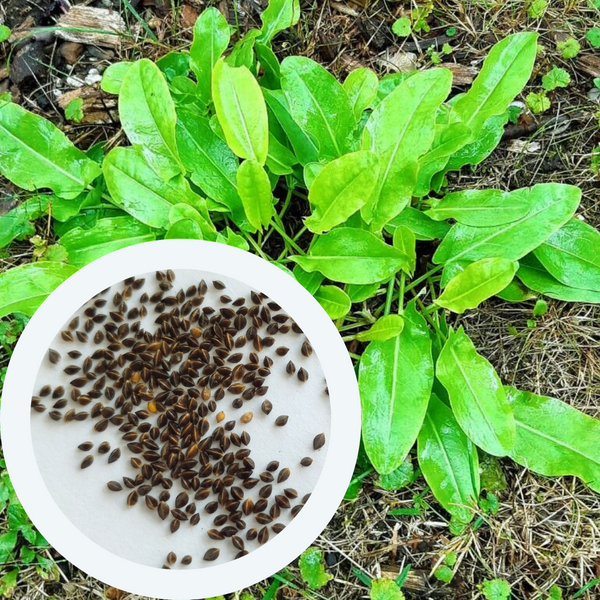 Щавель широколистный семена 1 г (прибл 1400 шт) кислый ранний (Rumex acetosa) RS-00911 фото