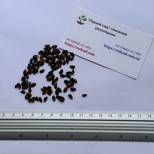 Сосна Алеппская семена (20 шт) иерусалимская (Pinus halepensis) RS-02150 фото