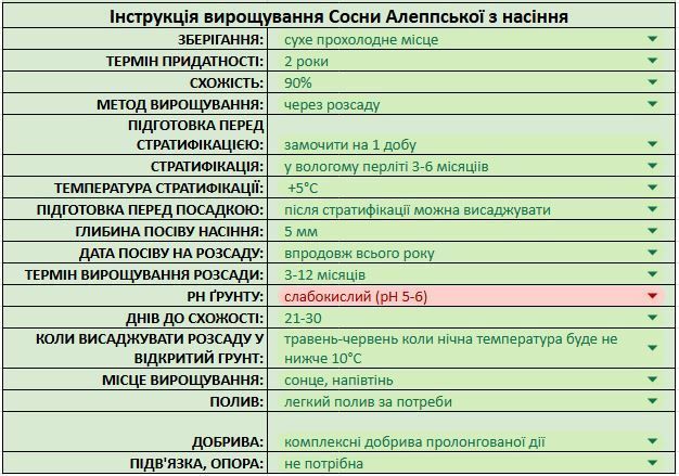 Сосна Алеппская семена (20 шт) иерусалимская (Pinus halepensis) RS-02150 фото