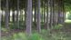 Павловнія повстяна (войлочна) насіння (50 шт) алюмінієве дерево (Paulownia tomentosa) медонос морозостійка швидкоростуча RS-00628 фото 2