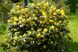 Магония падуболистная семена (20 шт) орегонский барбарис (Mahonia aquifolium) RS-00229 фото 2