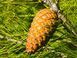 Сосна Алеппская семена (20 шт) иерусалимская (Pinus halepensis) RS-02150 фото 8