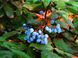 Магония падуболистная семена (20 шт) орегонский барбарис (Mahonia aquifolium) RS-00229 фото 3