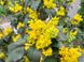 Магония падуболистная семена (20 шт) орегонский барбарис (Mahonia aquifolium) RS-00229 фото 4