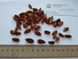 Бук європейський насіння (10 шт) лісовий звичайний (Fagus sylvatica) RS-01301 фото 7