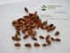 Бук європейський насіння (10 шт) лісовий звичайний (Fagus sylvatica) RS-01301 фото 8