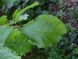 Бук европейский семена (10 шт) лесной обыкновенный (Fagus sylvatica) RS-01301 фото 6