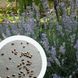 Лаванда семена 0,1 гр (около 100 шт) настоящая узколистная английская садовая колосковая (Lavándula angustifólia) многолетняя RS-00007 фото 1