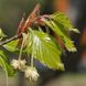 Бук європейський насіння (10 шт) лісовий звичайний (Fagus sylvatica) RS-01301 фото 2