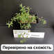 Лаванда насіння 0,1 гр (прибл 100 шт) справжня вузьколиста англійська садова колоскова (Lav&aacute;ndula angustif&oacute;lia) багаторічна RS-00007 фото 3